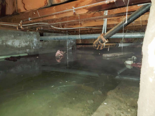 Best Basement water damage restoration  in Panhandle, TX